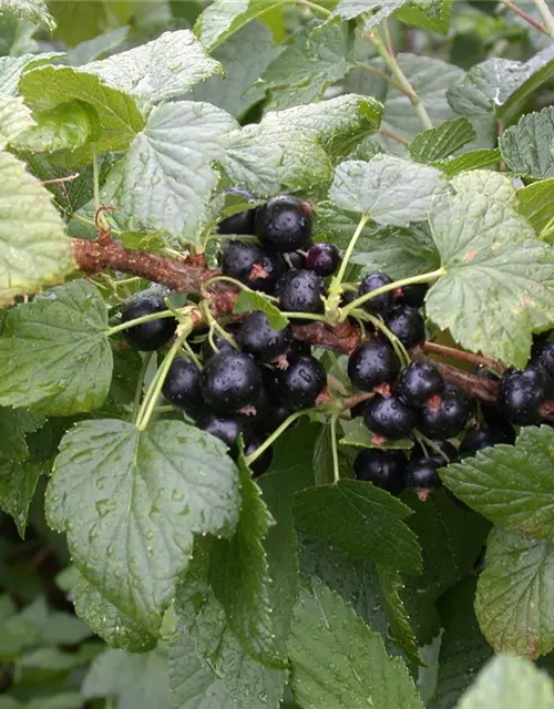 Ribes nigrum 'Titania'(S) CAC