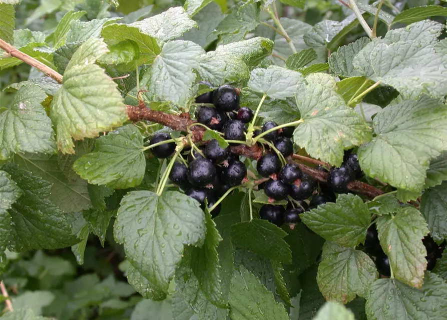 Ribes nigrum 'Titania'(S) CAC