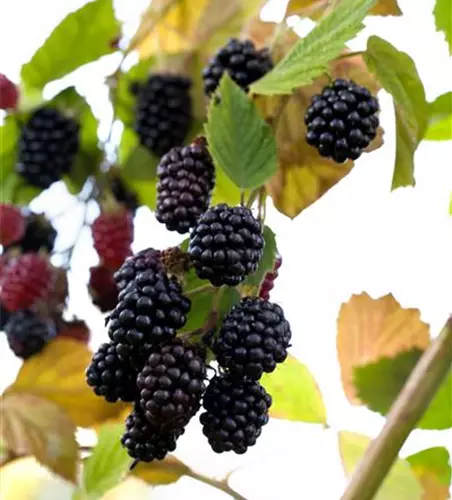 R Rubus fruticosus 'Navaho'®