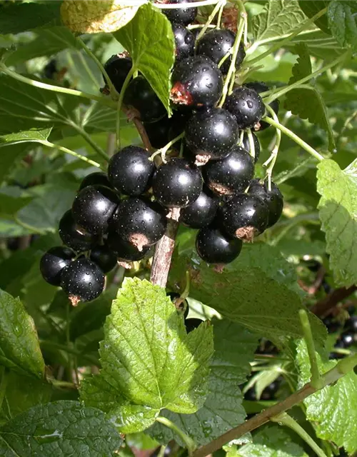 Ribes nigrum 'Titania'(S) CAC