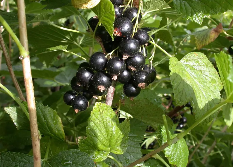 Ribes nigrum 'Titania'(S) CAC