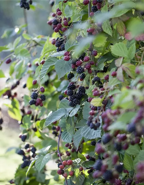 Brombeere Polar Fruits® 'Blackberry'