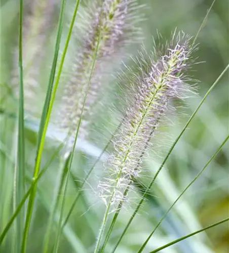 Pennisetum alopecuroides 'Cassian'