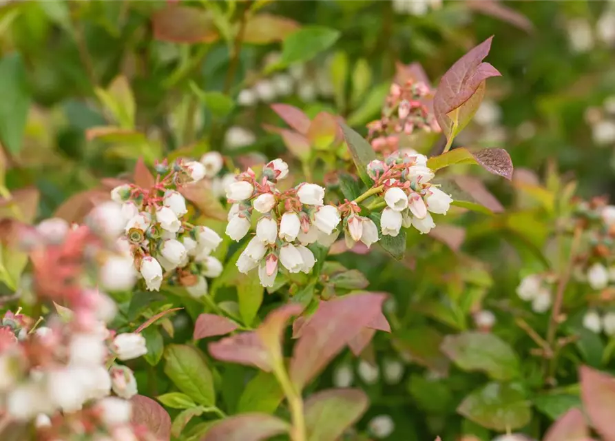 Heidelbeere 'Aino'®