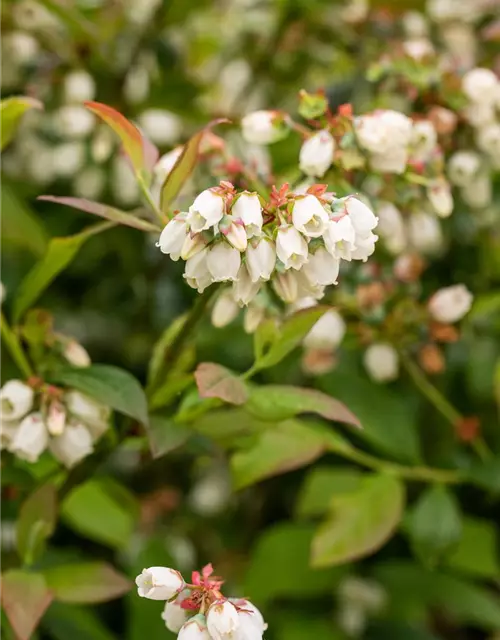 Heidelbeere 'Aino'®