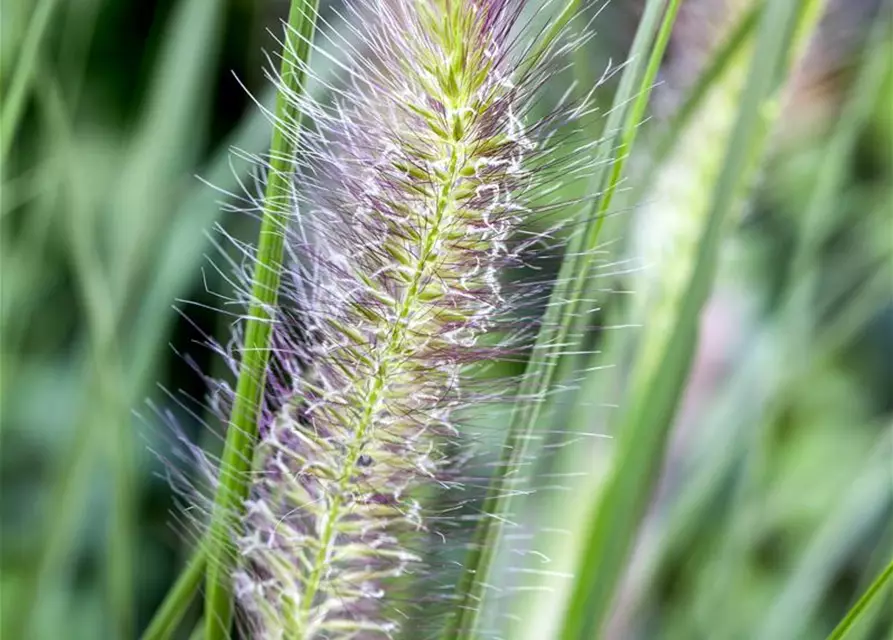 Pennisetum alopecuroides 'Cassian'