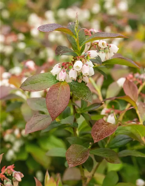 Heidelbeere 'Aino'®