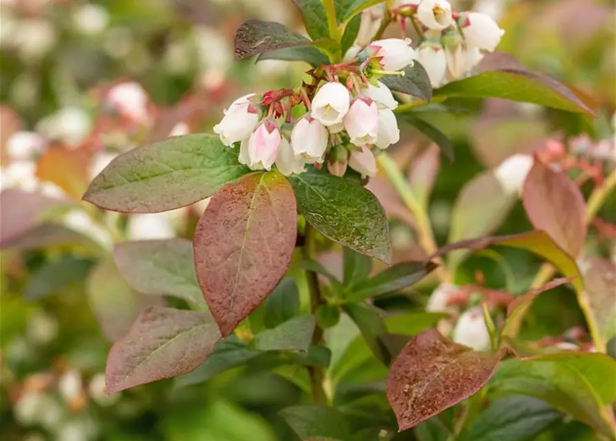 Heidelbeere 'Aino'®