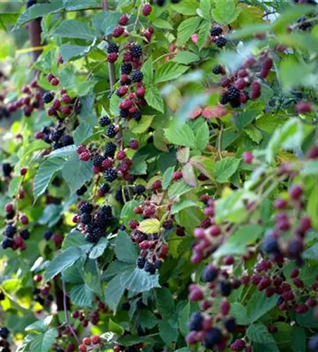 Rubus fruticosus 'Loch Ness'(S) CAC