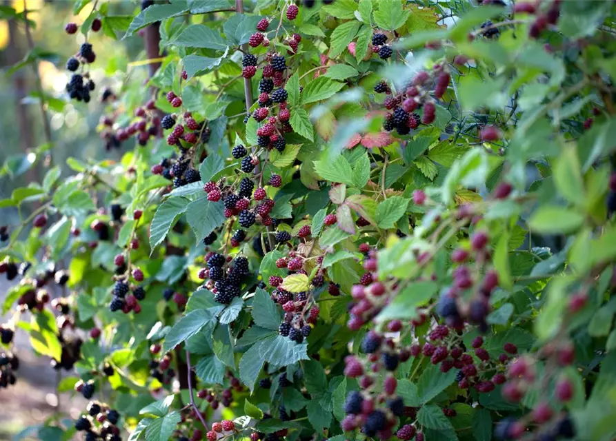 Rubus fruticosus 'Oregon Thornless'