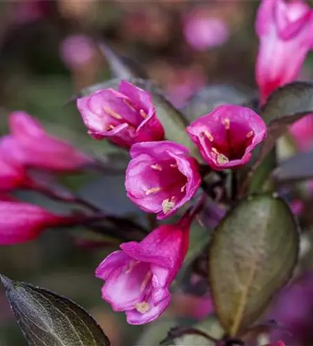 Rosa Weigelie 'Alexandra'(s)