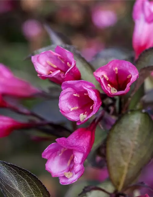 Rosa Weigelie 'Alexandra'(s)