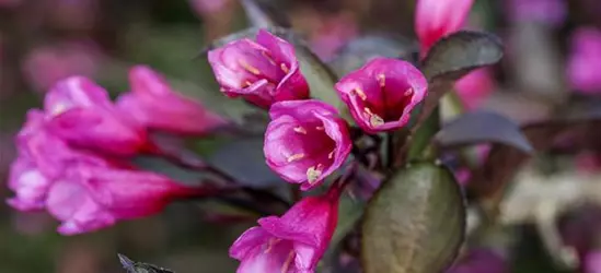 Rosa Weigelie 'Alexandra'(s)