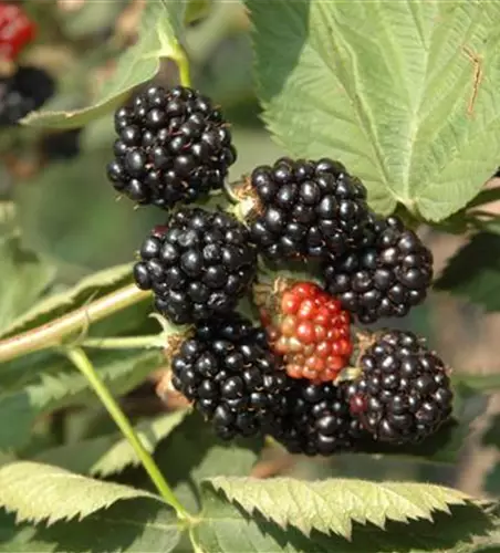 R Rubus fruticosus 'Black Satin'