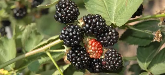 R Rubus fruticosus 'Black Satin'