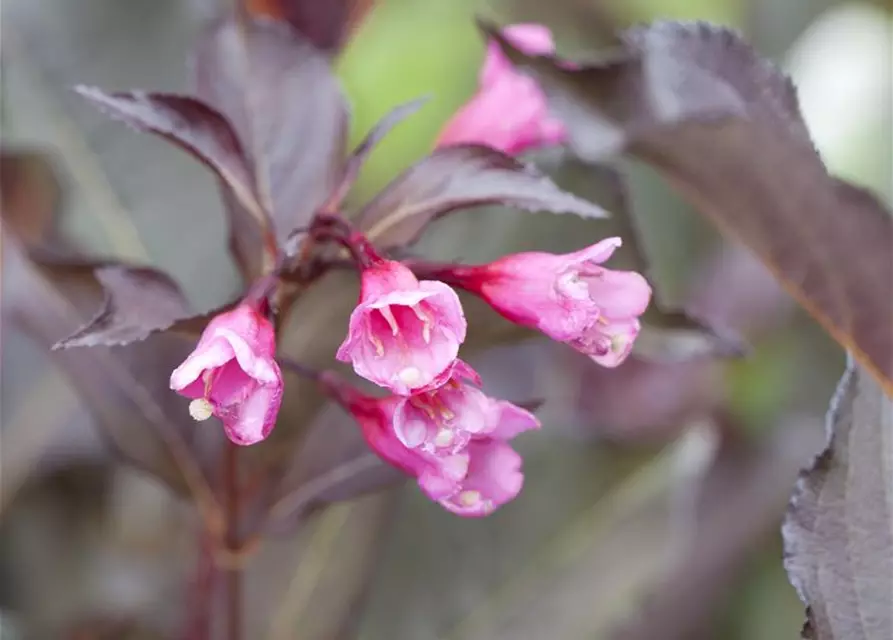 Rosa Weigelie 'Alexandra'(s)