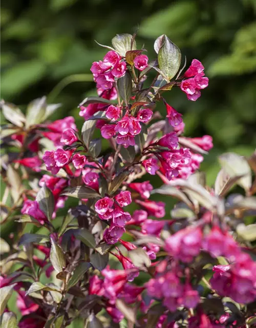 Rosa Weigelie 'Alexandra'(s)