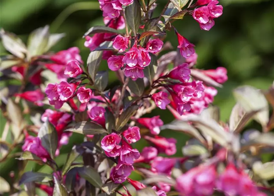 Rosa Weigelie 'Alexandra'(s)