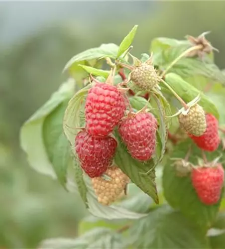 Rubus idaeus 'Schönemann' CAC