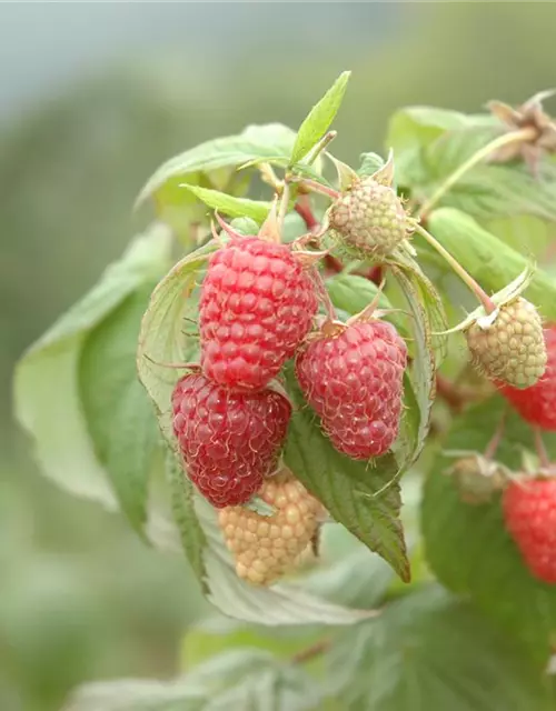 Rubus idaeus 'Schönemann' CAC