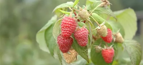 Rubus idaeus 'Schönemann' CAC