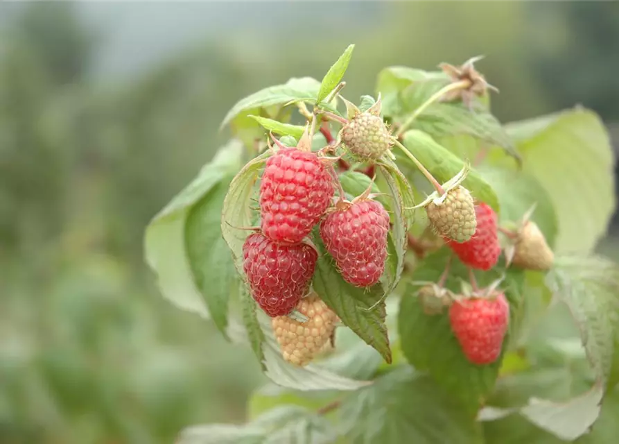 Rubus idaeus 'Schönemann' CAC