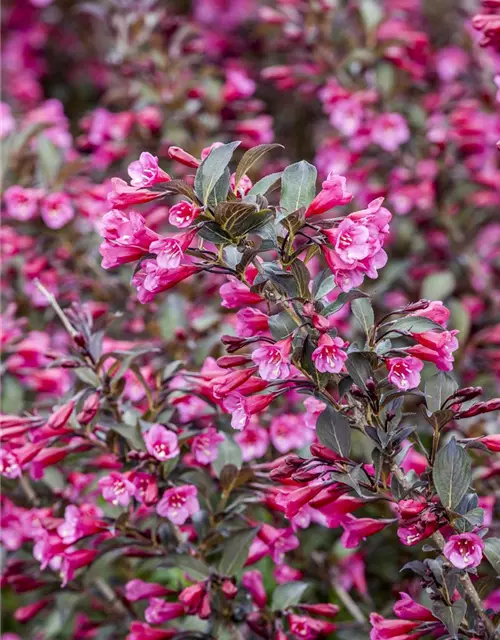 Rosa Weigelie 'Alexandra'(s)