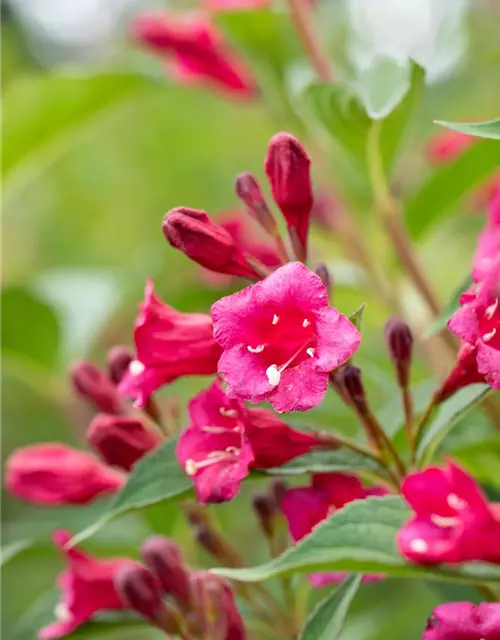 Weigelie 'Bristol Ruby'®