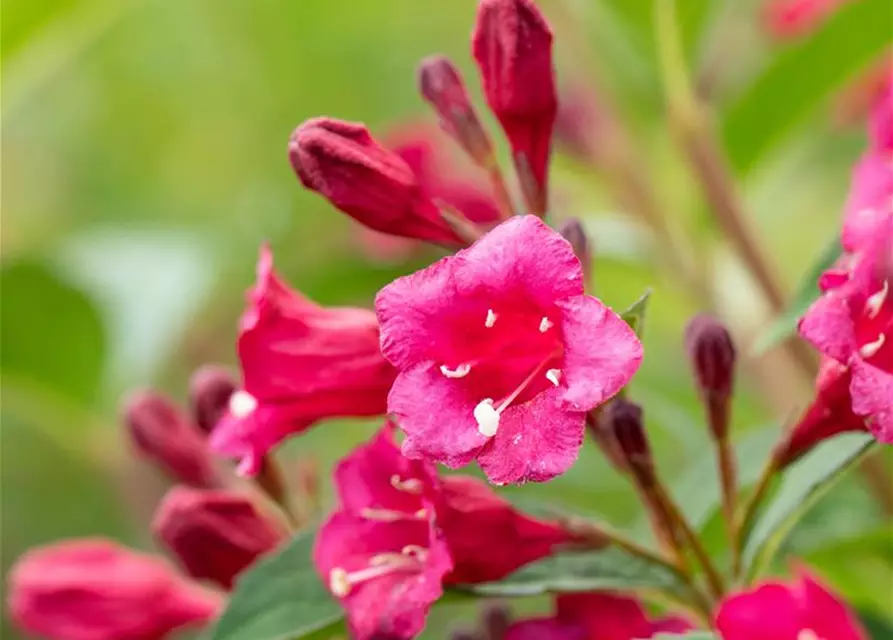 Weigelie 'Bristol Ruby'®