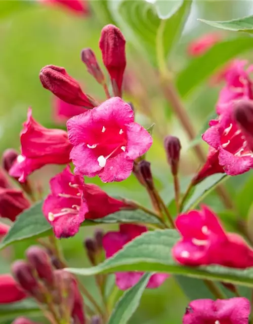 Weigelie 'Bristol Ruby'®