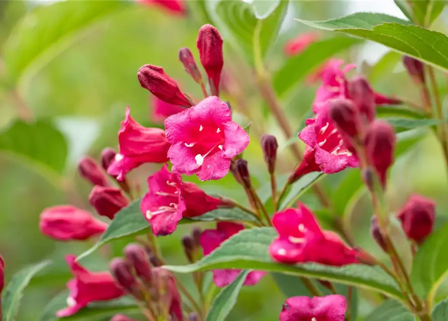 Weigelie 'Bristol Ruby'®