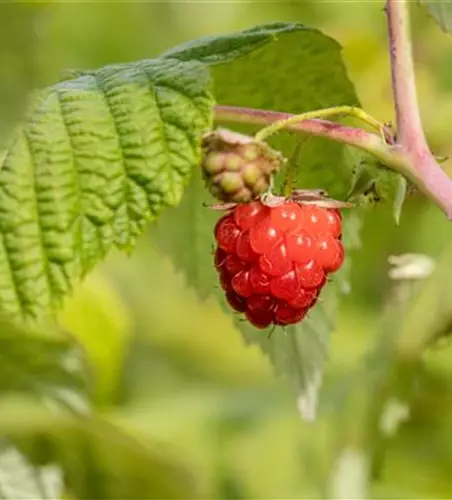 Rubus idaeus 'ZEFA Herbsternte' CAC