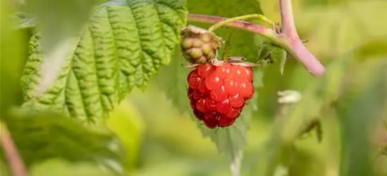 Rubus idaeus 'ZEFA Herbsternte' CAC