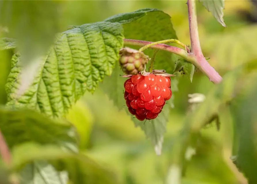 Rubus idaeus 'ZEFA Herbsternte' CAC