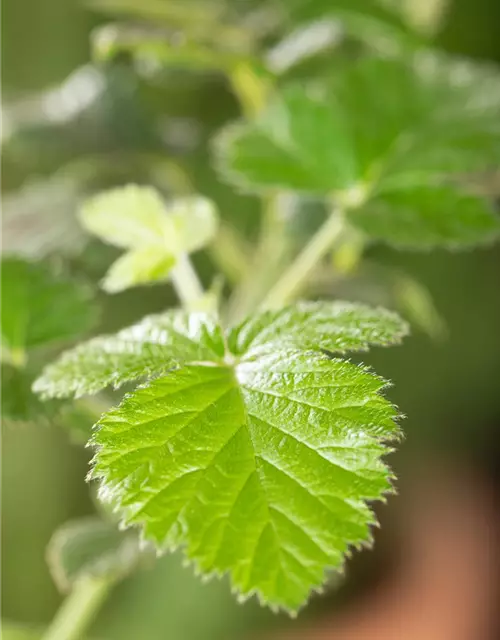 Rubus fruticosus 'Loch Ness'(S) CAC