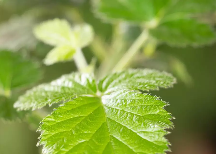 Rubus fruticosus 'Loch Ness'(S) CAC