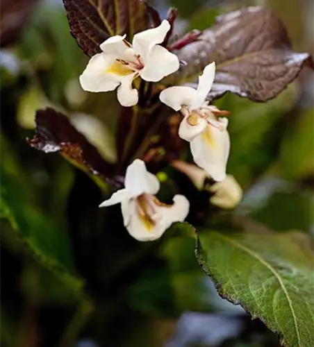 Weigela florida 'Ebony & Ivory'®