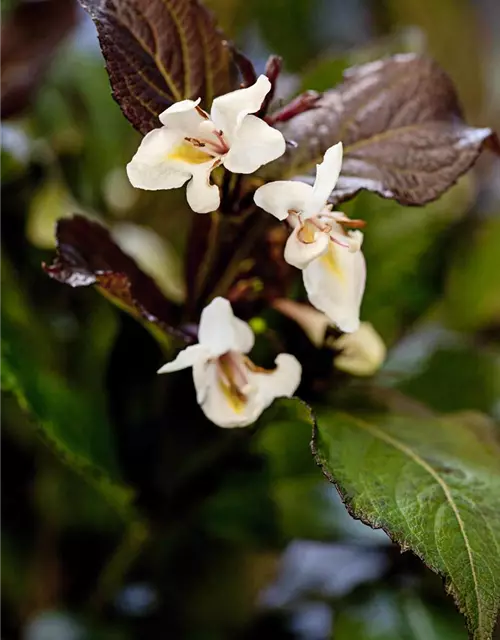 Weigela florida 'Ebony & Ivory'®