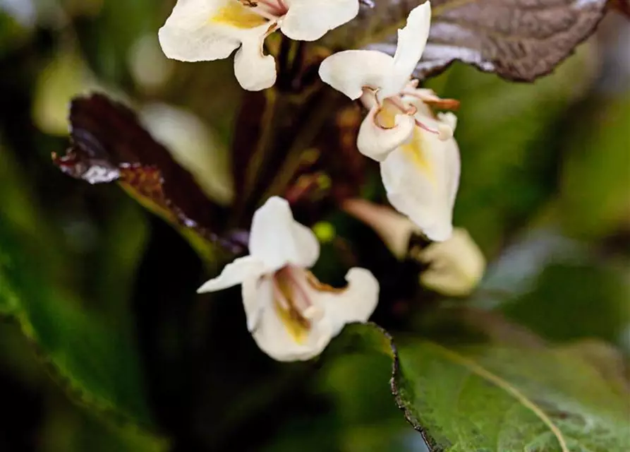 Weigela florida 'Ebony & Ivory'®