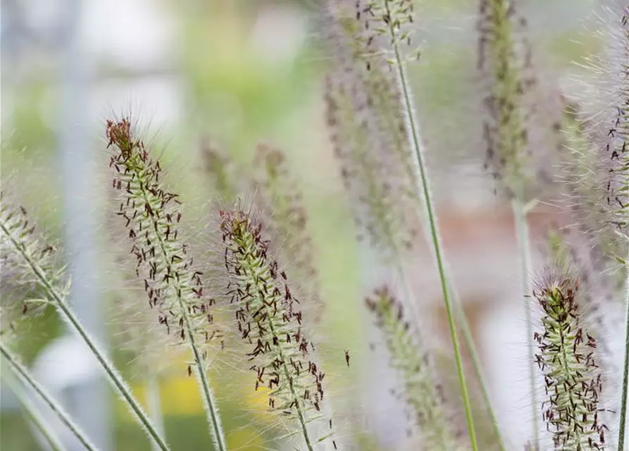 R Pennisetum alopecuroides 'Hameln'