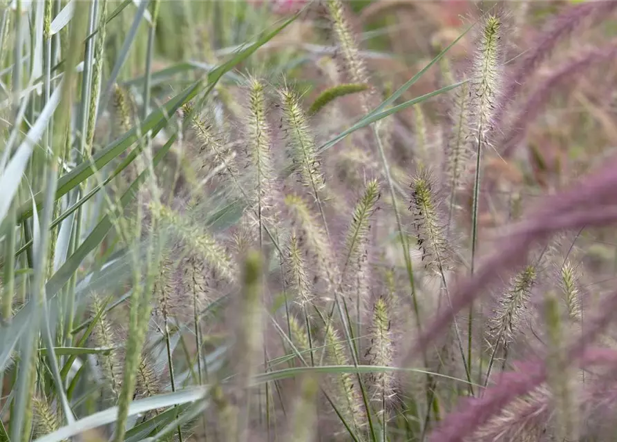 R Pennisetum alopecuroides 'Hameln'