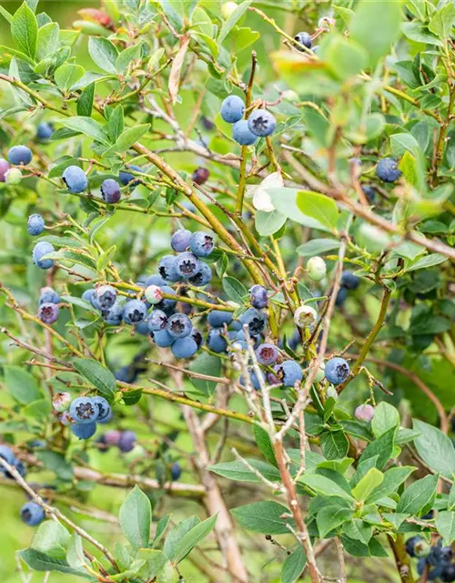 Heidelbeere Polar Fruits® 'Blueberry'