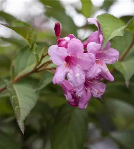 Weigelie 'Picobella Rosa'