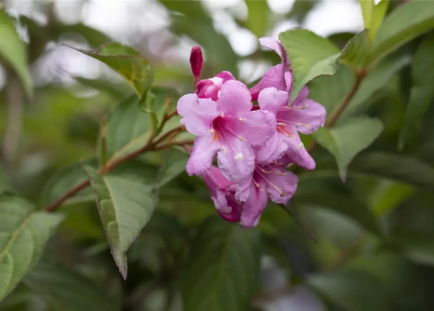 Weigelie 'Picobella Rosa'