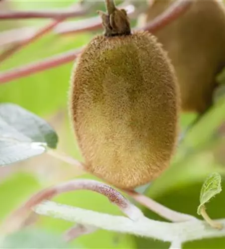 R Actinidia chinensis 'Hayward'