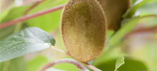 R Actinidia chinensis 'Hayward'