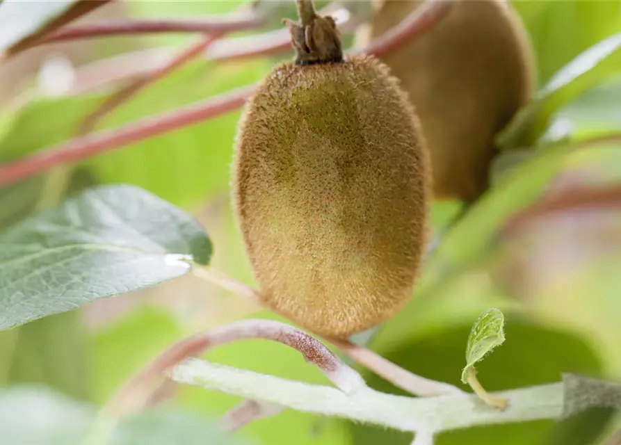 R Actinidia chinensis 'Hayward'