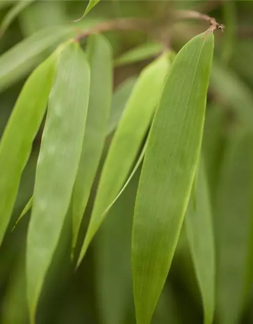 R Fargesia murielae 'Rufa'