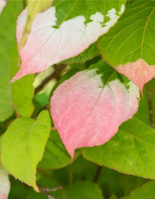 Actinidia kolomikta