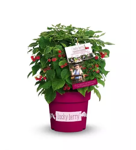 Himbeere 'Lucky Berry'®